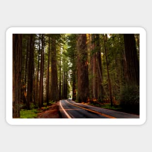 Avenue of The Giants Sticker